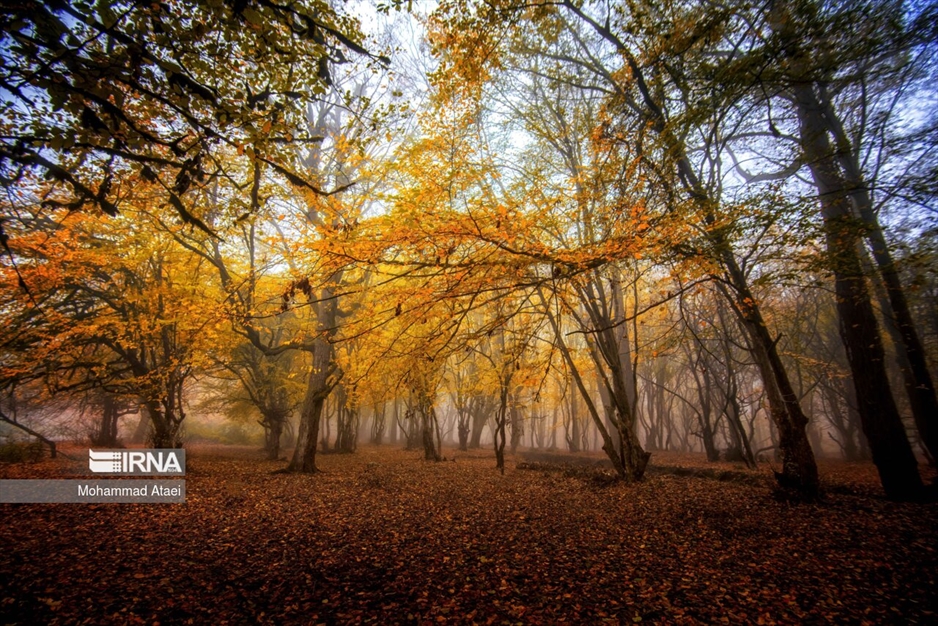 پاییز در جنگل های هیرکانی