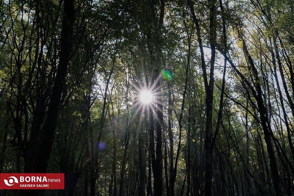 پارک جنگلی ناهارخوران