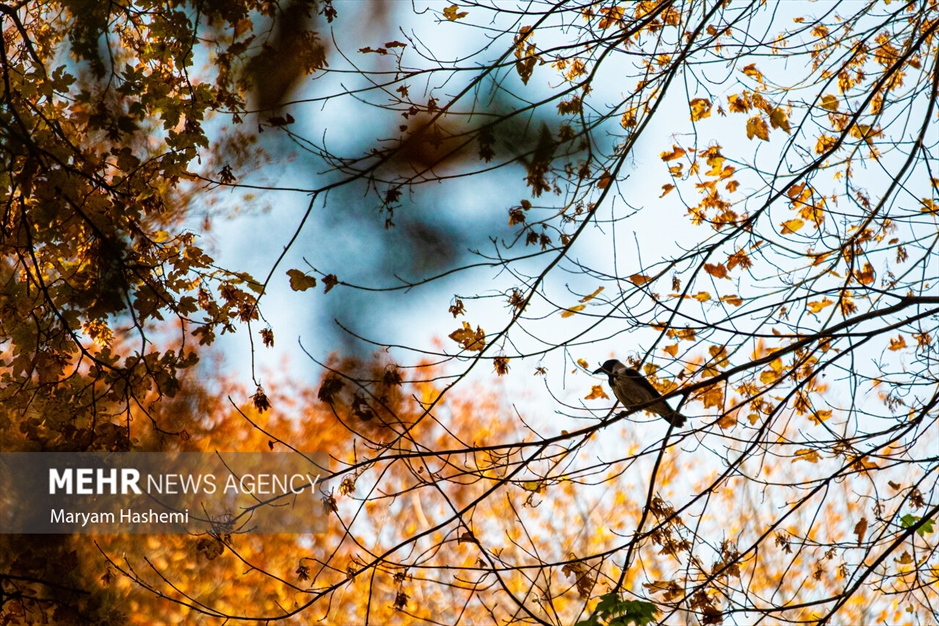 طبیعت پاییزی تهران