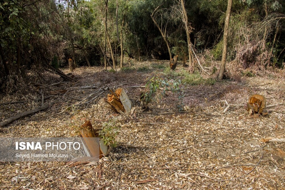 قطع درختان پارک ملی دز و عباس آباد