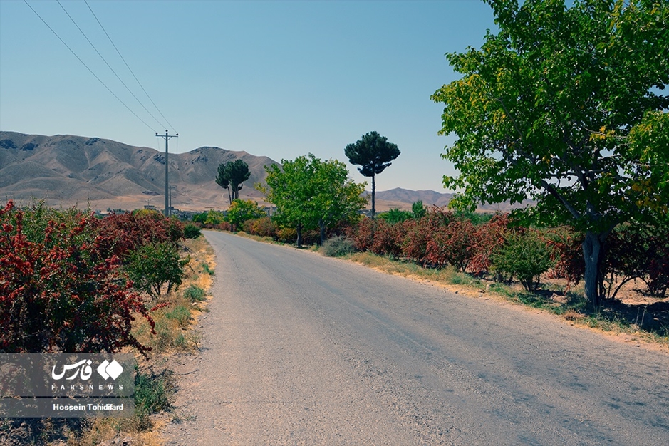 برداشت «زرشک» در خراسان جنوبی