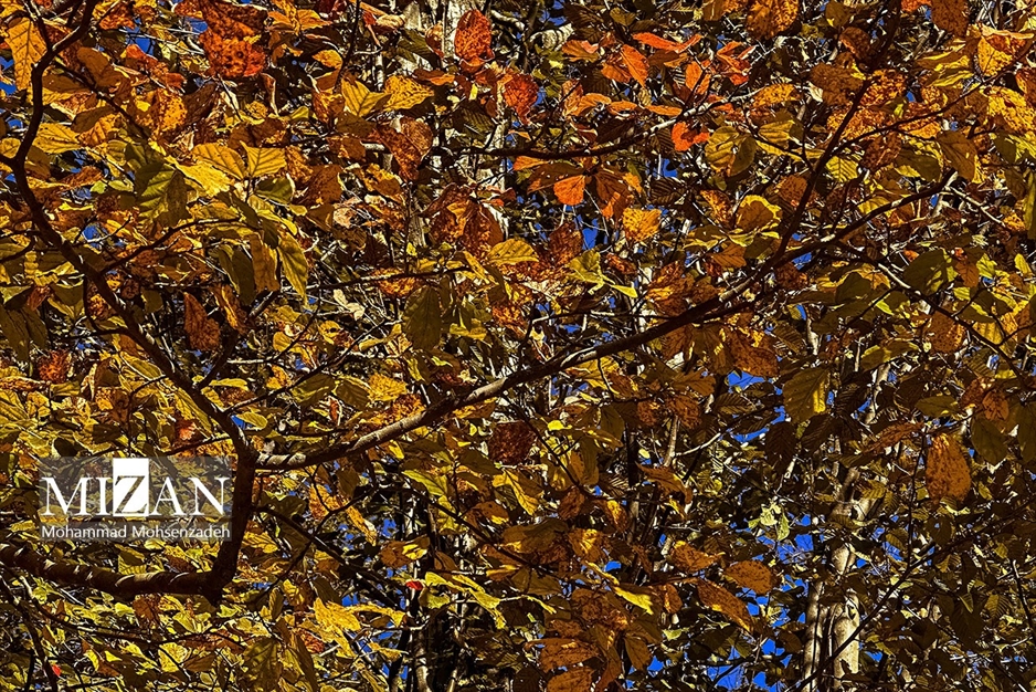 پاییز در جاده عباس‌آباد