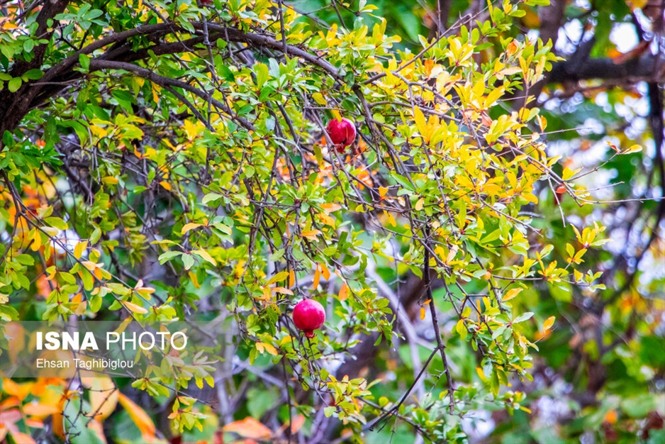 پاییز هزار رنگ در روستای «شیت»