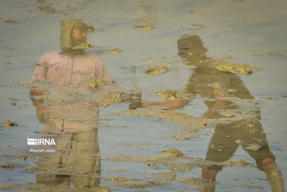 پویش مردمی کاشت یک میلیارد درخت