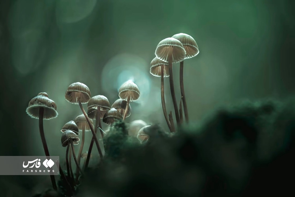 عکاسی طبیعت؛ سرشار از زندگی و پویایی