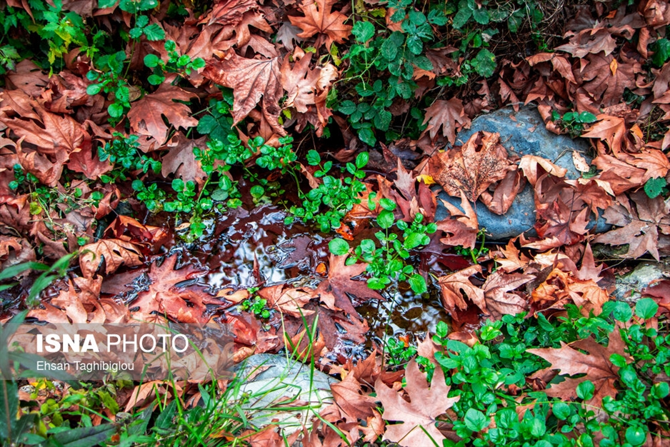 پاییز هزار رنگ در روستای «شیت»