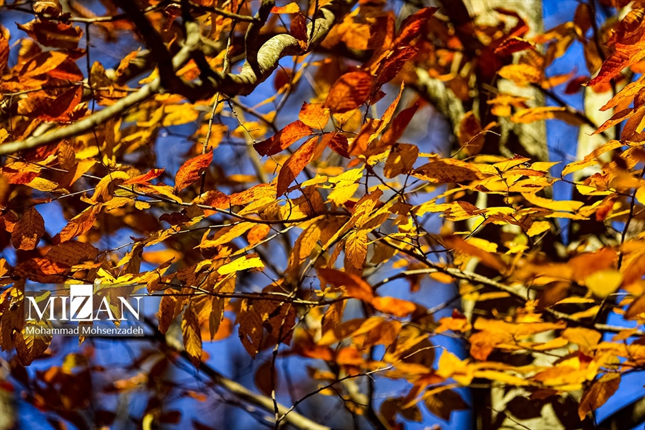 پاییز در جاده عباس‌آباد