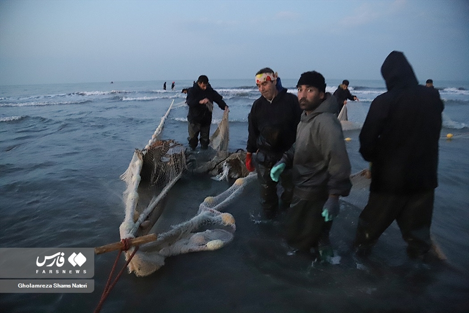 تور صیادان به درخت می خورد!