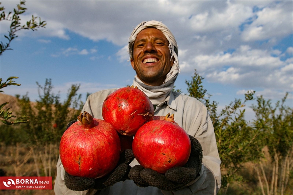 برداشت انار