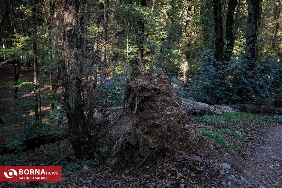 پارک جنگلی ناهارخوران
