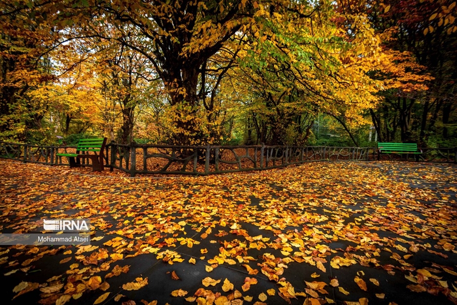 پاییز در جنگل های هیرکانی