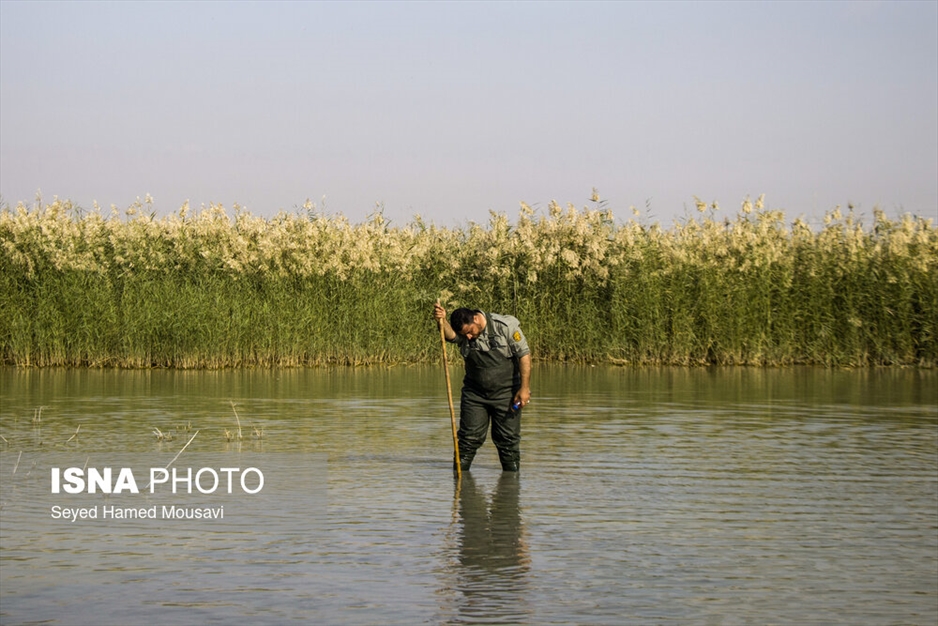 نگهبانان تالاب