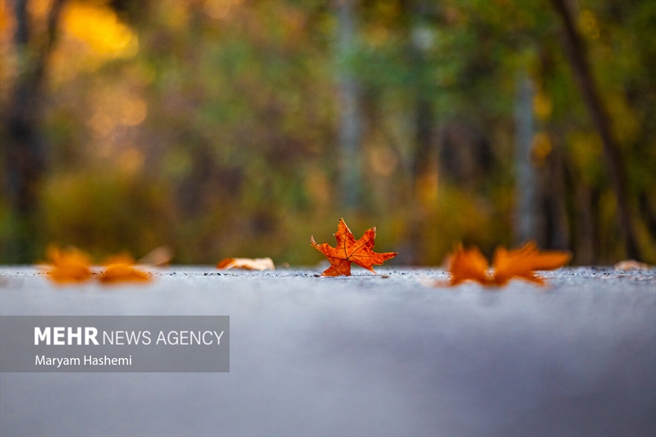 طبیعت پاییزی تهران