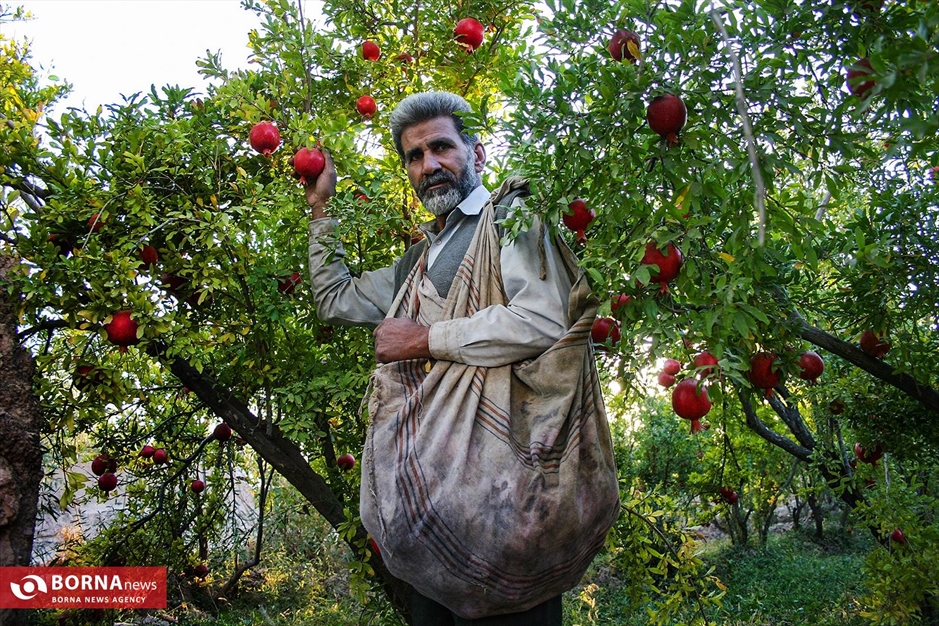 برداشت انار