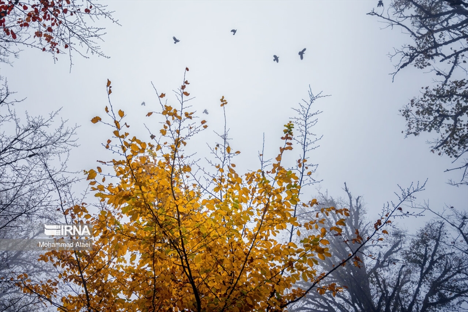 پاییز در جنگل های هیرکانی