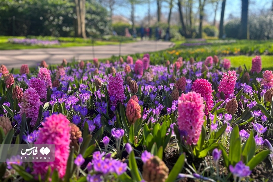 هلند «کشور لاله‌ها»