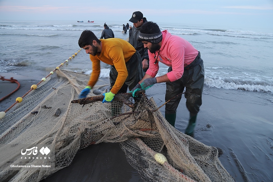 تور صیادان به درخت می خورد!