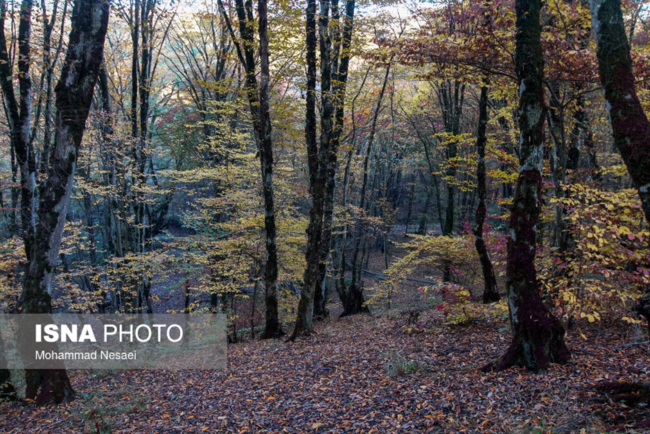 پاییز هزار رنگ در جنگل «النگدره»