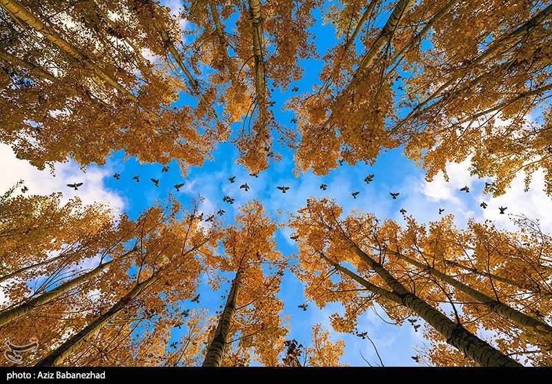 پرواز کبوترها در روزهای پاییزی