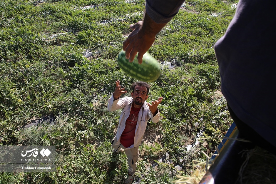 برداشت «هندوانه یلدا» در روستای چاه شیرین