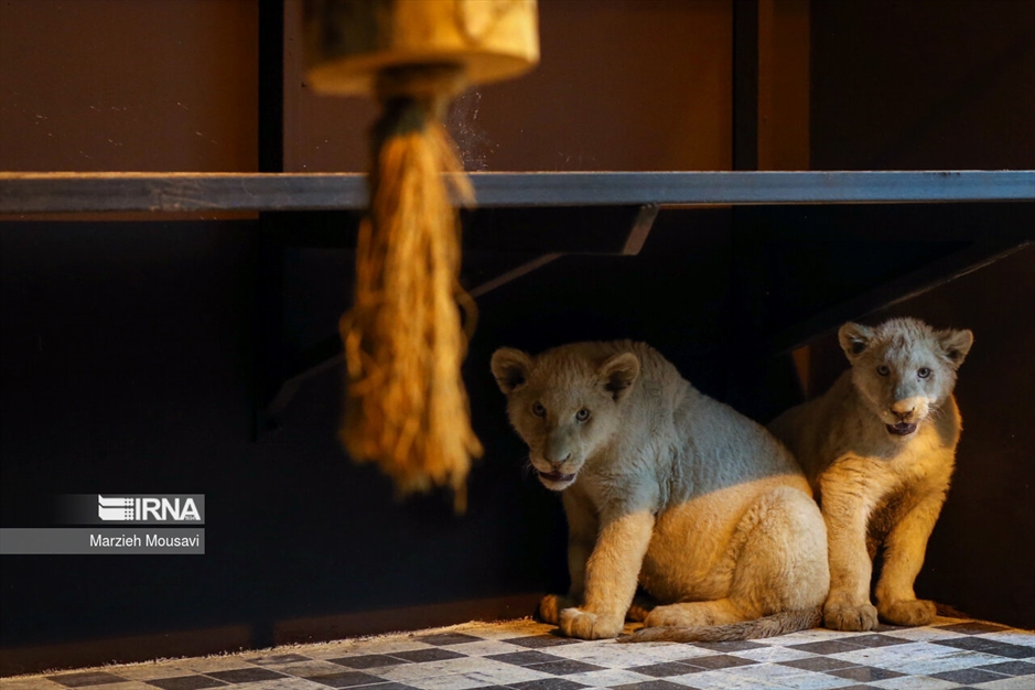 انتقال شیرهای سفید به باغ وحش