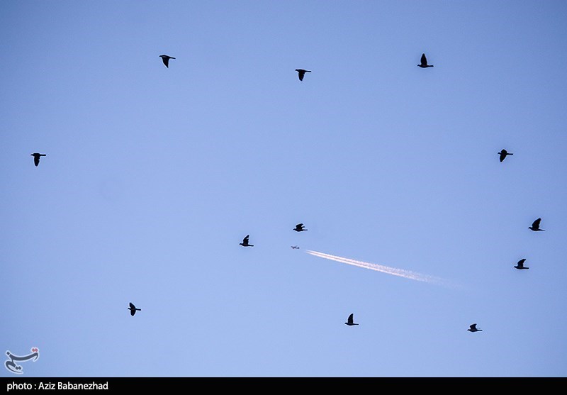 پرواز کبوترها در روزهای پاییزی