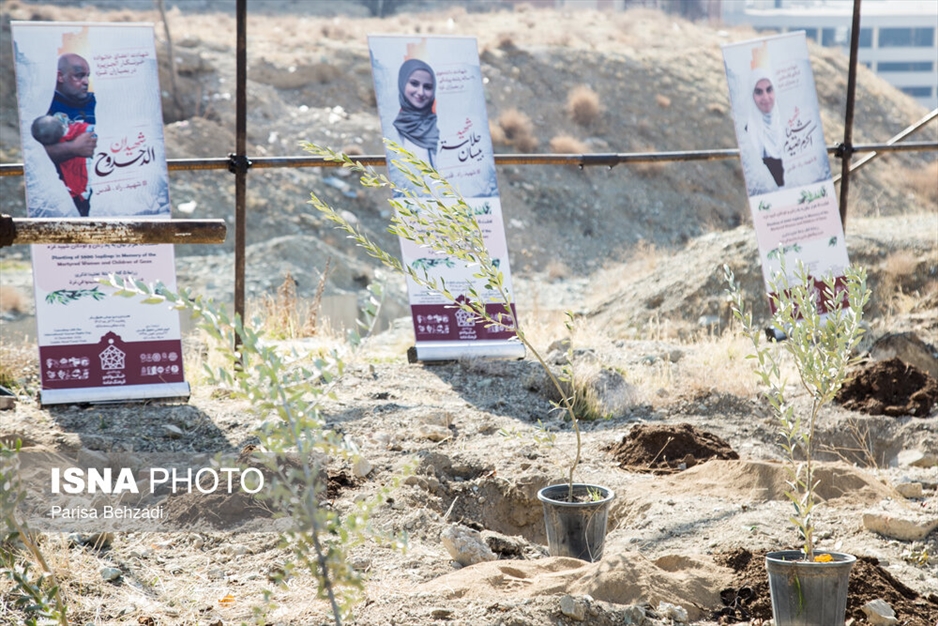 کاشت پنج هزار نهال به یاد کودکان و زنان شهید غزه