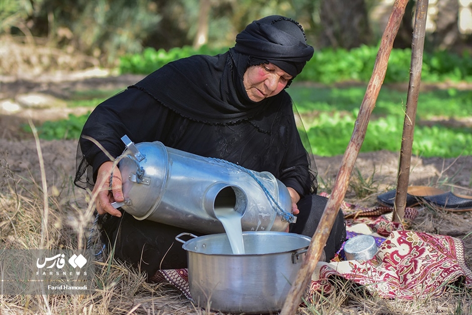 پرورش گاومیش در «خوزستان»