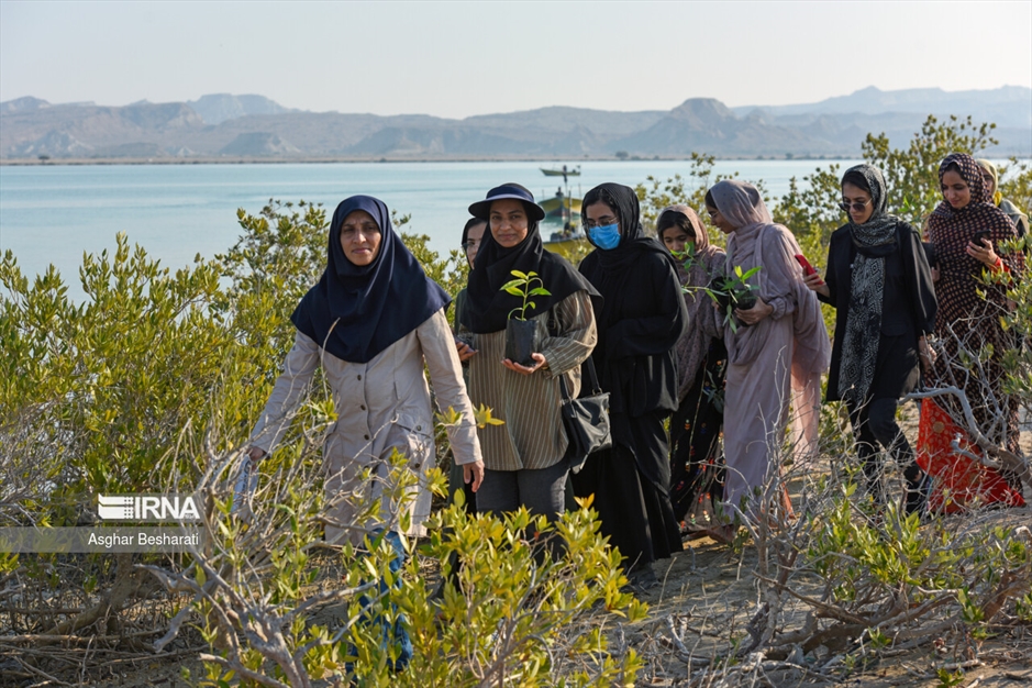 کاشت ۲ هزار نهال حَرّا در جزیره قشم