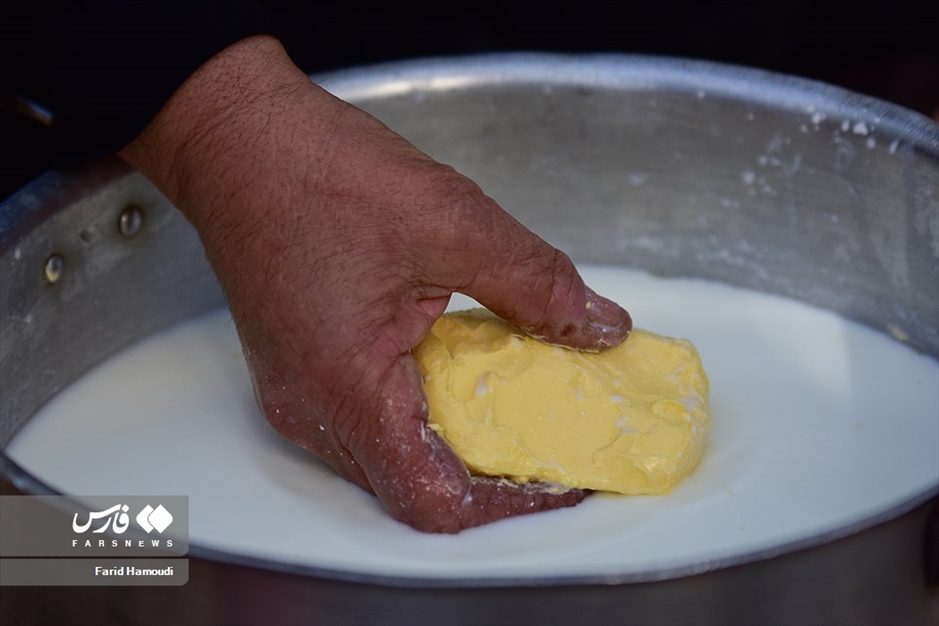 پرورش گاومیش در «خوزستان»