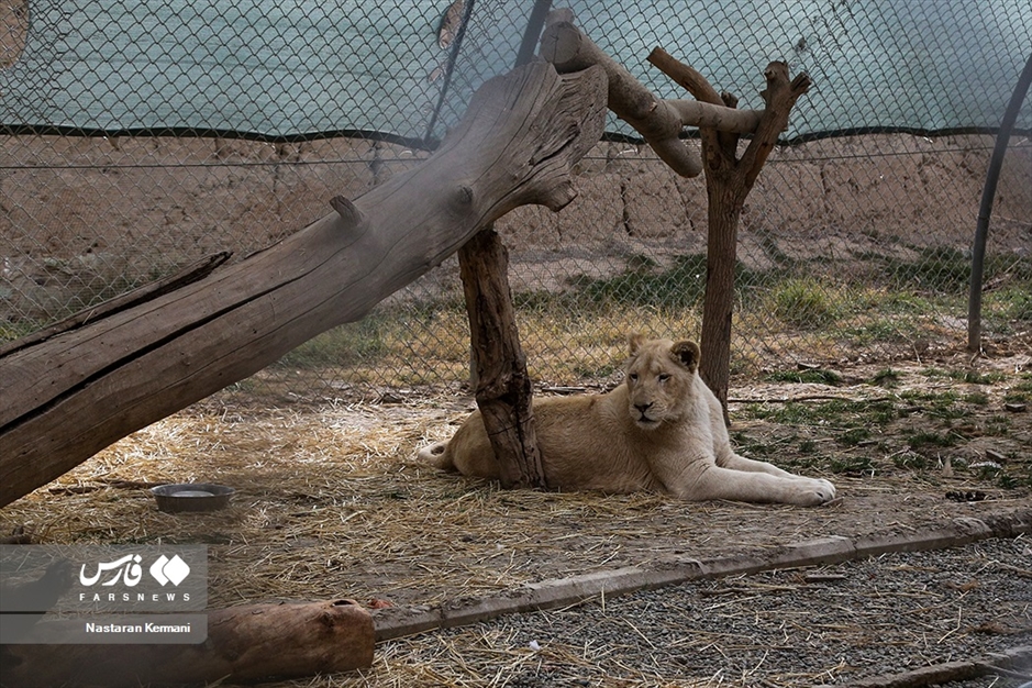 سانا، توله «شیر سفید آفریقایی»
