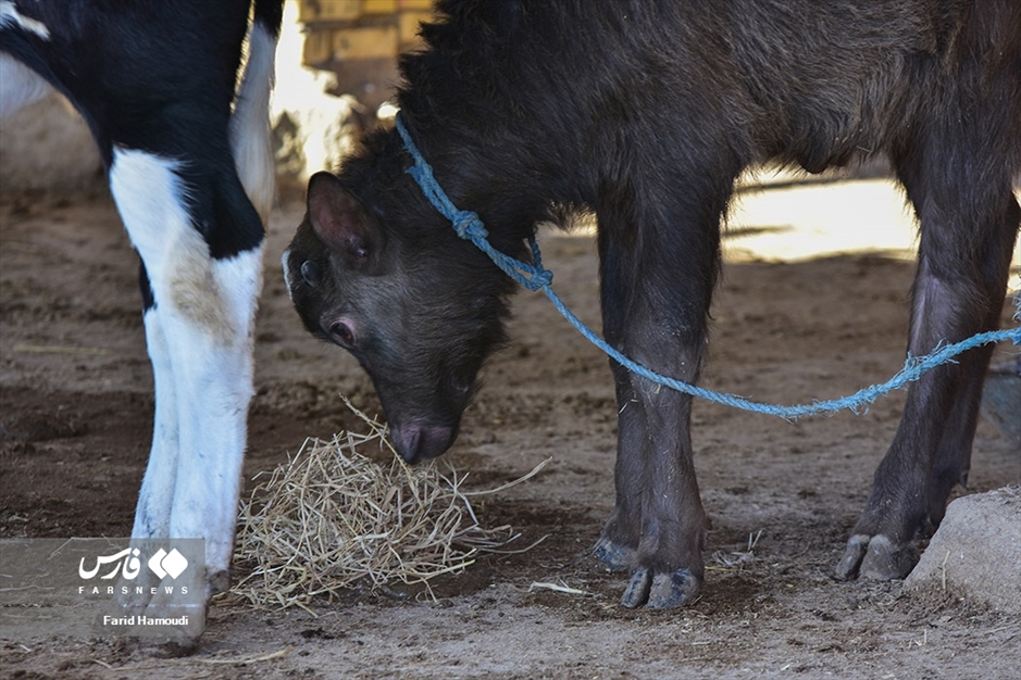 پرورش گاومیش در «خوزستان»