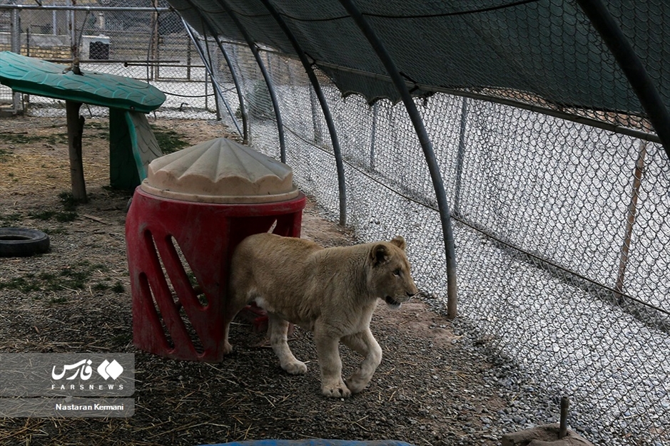 سانا، توله «شیر سفید آفریقایی»