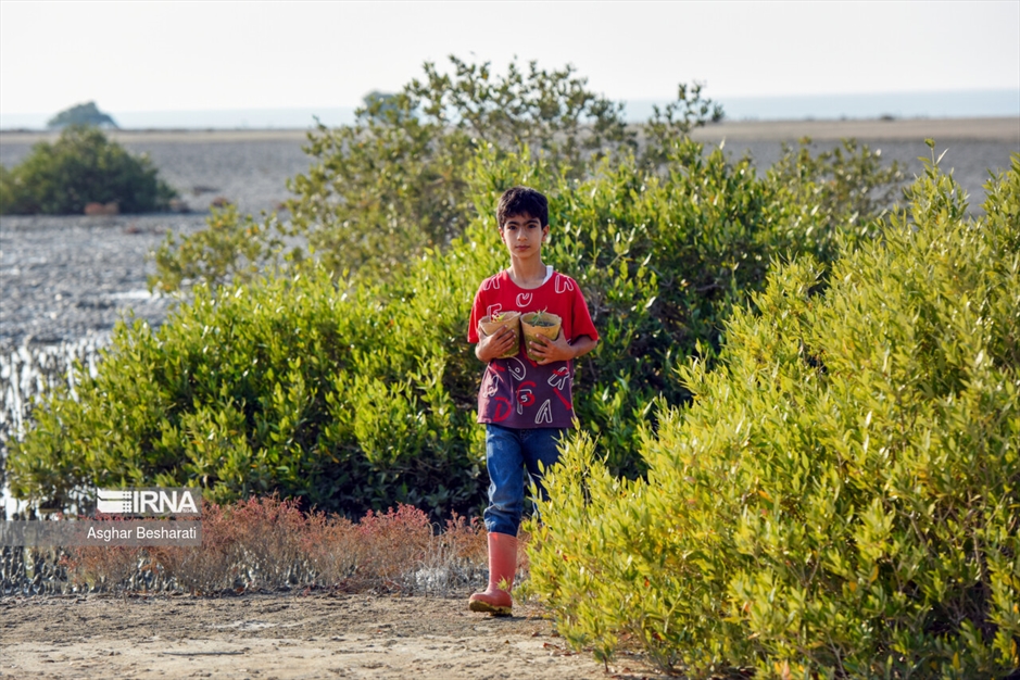 کاشت ۲ هزار نهال حَرّا در جزیره قشم
