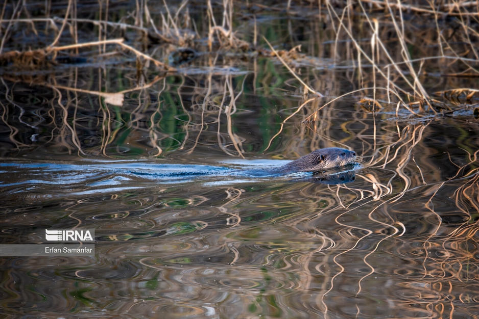کلان‌تالاب «هورالعظیم»