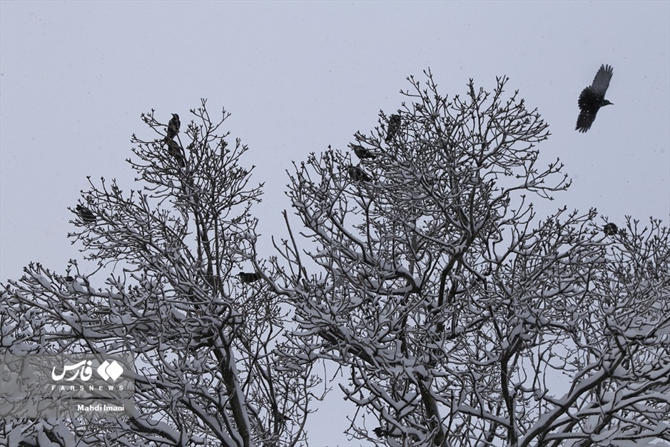 اَهَر زیر برف