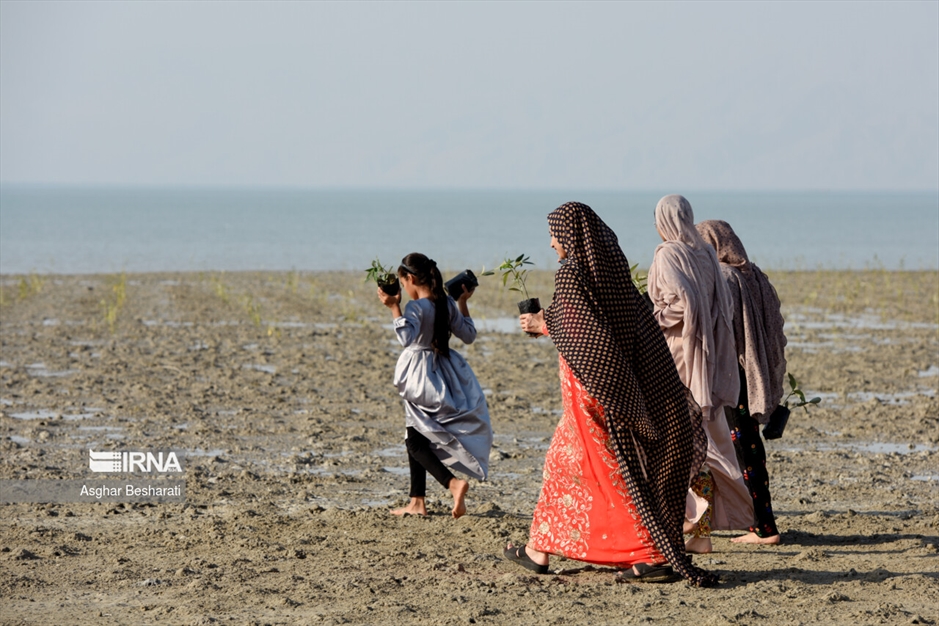 کاشت ۲ هزار نهال حَرّا در جزیره قشم