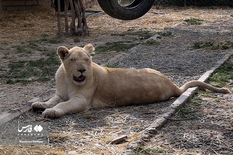 سانا، توله «شیر سفید آفریقایی»