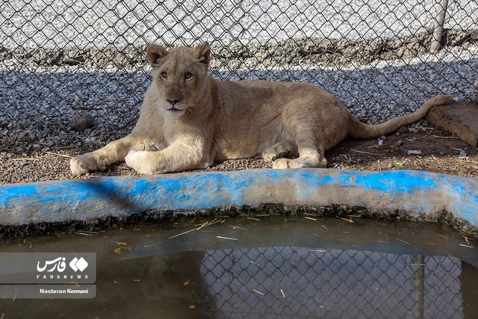 سانا، توله «شیر سفید آفریقایی»