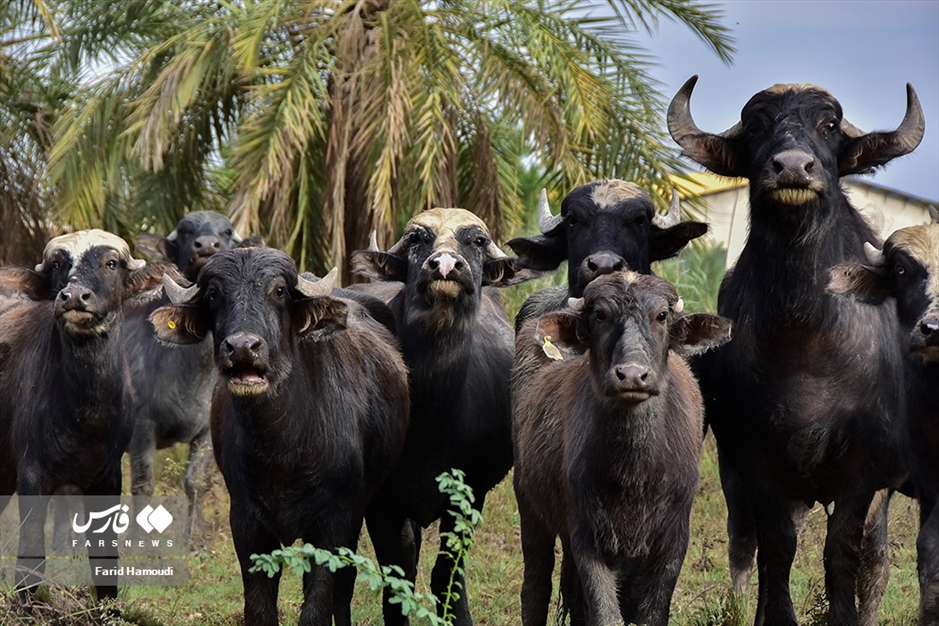 پرورش گاومیش در «خوزستان»