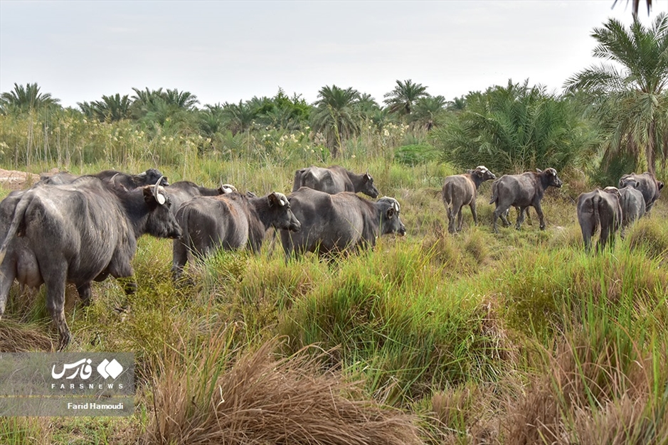 پرورش گاومیش در «خوزستان»