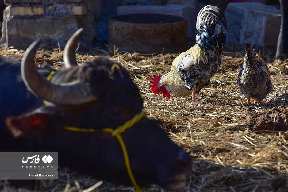 پرورش گاومیش در «خوزستان»