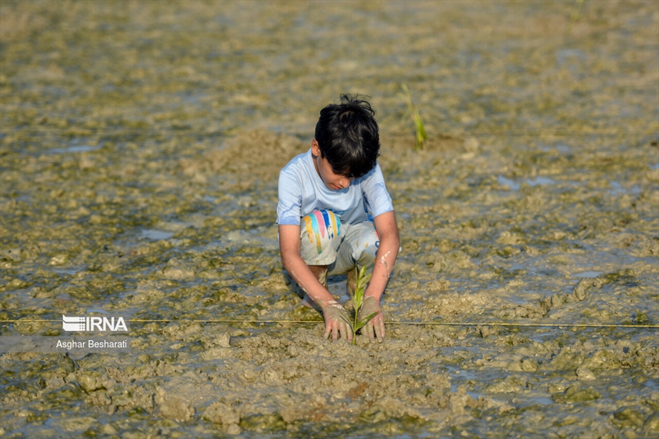 کاشت ۲ هزار نهال حَرّا در جزیره قشم