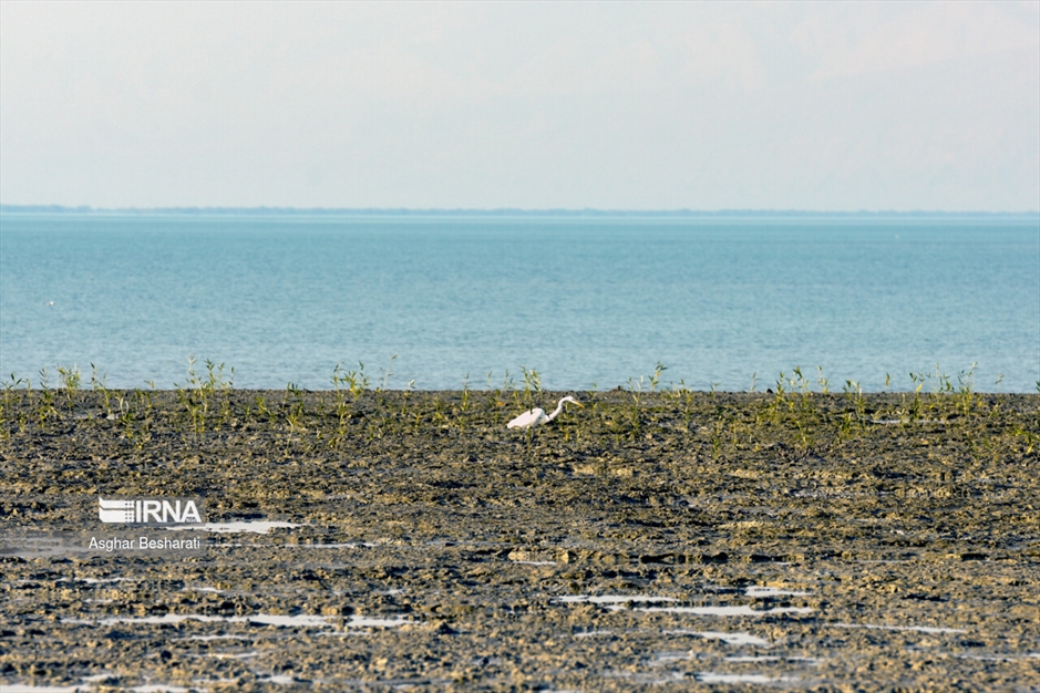 کاشت ۲ هزار نهال حَرّا در جزیره قشم
