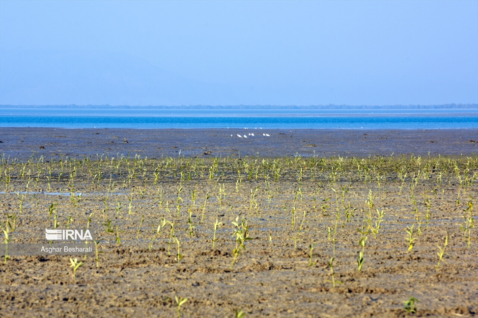 کاشت ۲ هزار نهال حَرّا در جزیره قشم