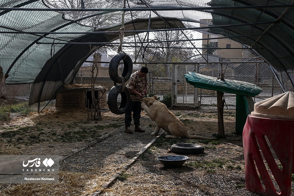 سانا، توله «شیر سفید آفریقایی»
