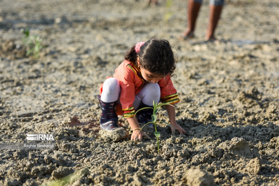 کاشت ۲ هزار نهال حَرّا در جزیره قشم