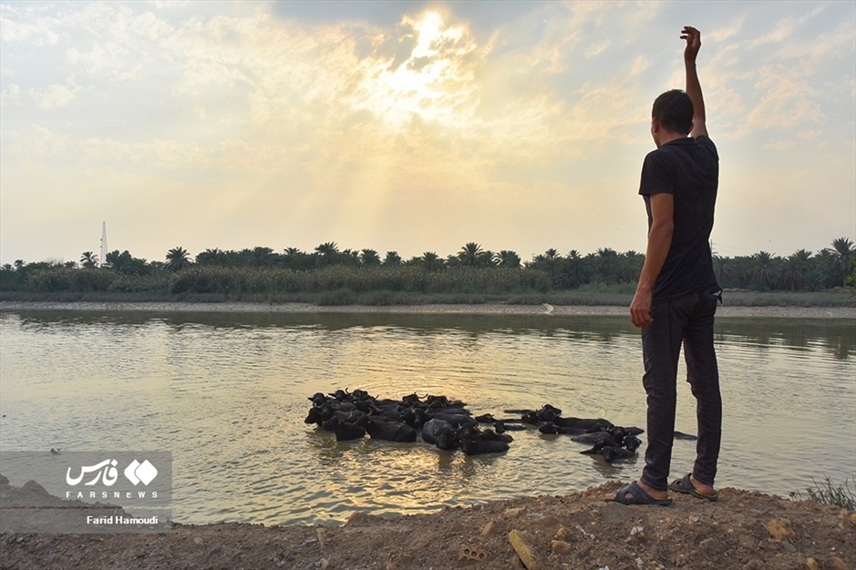 پرورش گاومیش در «خوزستان»