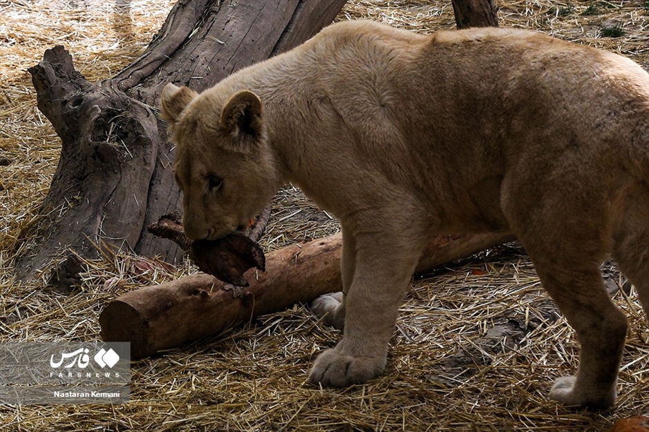 سانا، توله «شیر سفید آفریقایی»