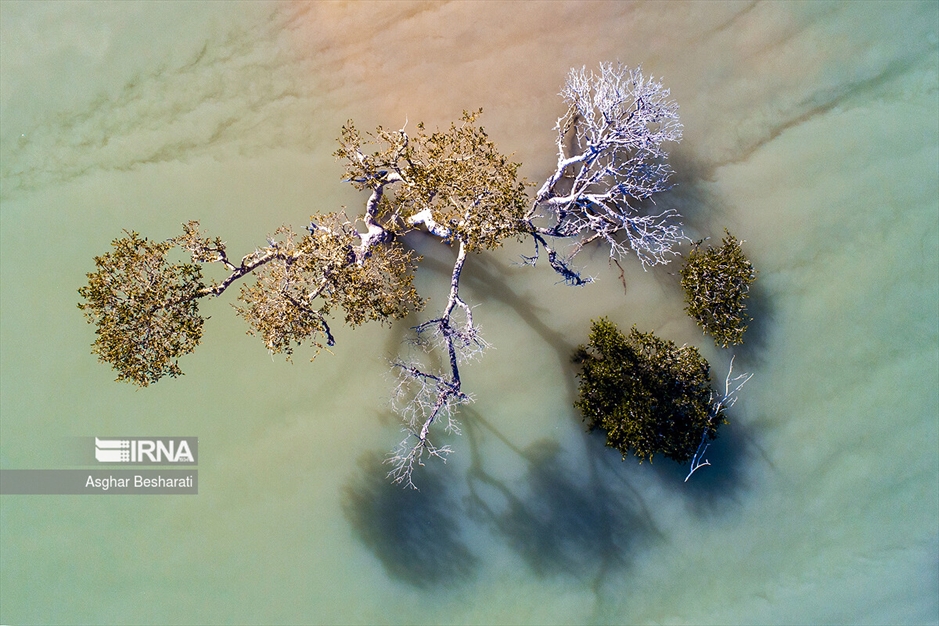 کاشت ۲ هزار نهال حَرّا در جزیره قشم